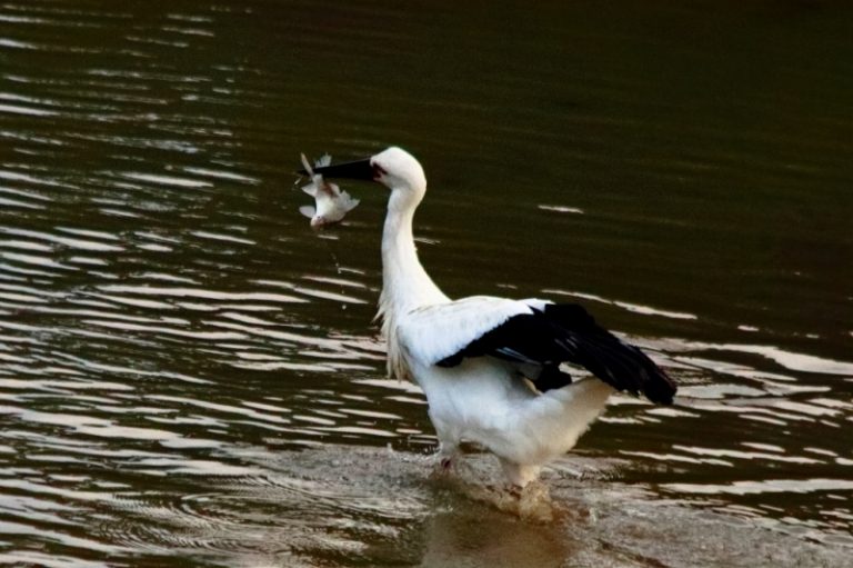 コウノトリ